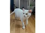 Adopt Casper a White Domestic Shorthair (short coat) cat in Stockton