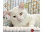 Adopt Kiara a White American Shorthair (short coat) cat in St.