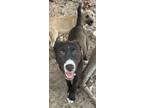 Adopt Fallon a Black - with White Border Collie dog in Seguin, TX (40907153)