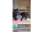 Adopt Annie a Black (Mostly) Domestic Shorthair (short coat) cat in Carmel
