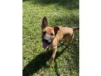 Adopt Mocha a Tan/Yellow/Fawn Husky / German Shepherd Dog / Mixed dog in Odessa