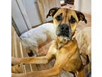 Adopt Miss Mac a Tan/Yellow/Fawn - with Black Jack Russell Terrier / Boxer /