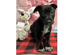 Adopt Mountain a Black Labrador Retriever / Mixed dog in San Antonio