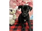 Adopt Jungle a Black Labrador Retriever / Mixed Breed (Medium) / Mixed (short