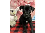 Adopt Jungle a Black Labrador Retriever / Mixed dog in San Antonio