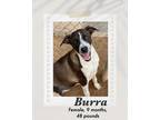 Adopt Burro a Black - with White Labrador Retriever dog in Lukeville