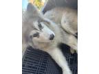 Adopt Luna a Black - with White Alaskan Malamute / Husky / Mixed dog in Los