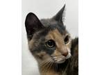 Adopt Pebbles a Domestic Shorthair / Mixed cat in Brooklyn, NY (41325769)