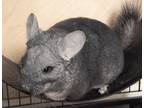 Adopt Freddy a Black Chinchilla (long coat) small animal in Chicago