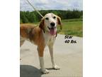 Adopt Star a Treeing Walker Coonhound / Mixed dog in Oxford, NC (41325703)