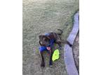 Adopt Beau a Brindle Plott Hound / Mixed dog in Scottsdale, AZ (41325493)