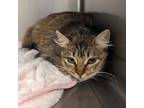 Adopt Suki a Tortoiseshell Domestic Mediumhair / Mixed (medium coat) cat in