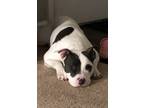 Adopt Navi a White - with Gray or Silver American Staffordshire Terrier / Mixed