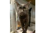 Adopt Little Shrimp a All Black Domestic Shorthair / Domestic Shorthair / Mixed