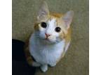 Adopt Fergus a Orange or Red Tabby American Shorthair (short coat) cat in