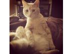 Adopt Jordy a Orange or Red Domestic Mediumhair / Mixed (medium coat) cat in