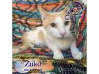 Adopt Zuko a Orange or Red (Mostly) Domestic Shorthair (short coat) cat in