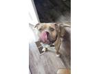 Adopt Louie a Tan/Yellow/Fawn - with White American Pit Bull Terrier / Mixed dog