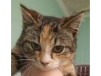 Adopt Biscuit a Brown or Chocolate Domestic Shorthair / Domestic Shorthair /