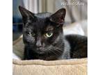 Adopt Wednesday a All Black Domestic Shorthair (short coat) cat in Chicago