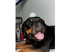 Adopt Ellie a Black - with Tan, Yellow or Fawn Rottweiler / Mixed dog in Fort