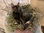 Adopt Polly Jean a Tortoiseshell Domestic Shorthair cat in Garland