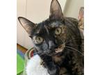 Adopt Nikki a Tortoiseshell Domestic Shorthair cat in Garland, TX (39571017)