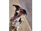 Adopt Earl Smooter a Black Beagle / Mixed dog in Newport, KY (41191076)