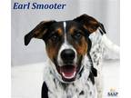 Adopt Earl Smooter a Black Beagle / Mixed dog in Newport, KY (41191076)