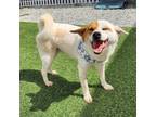 Adopt Bandam a Brown/Chocolate - with White Jindo / Mixed dog in Calgary