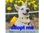 Adopt Russo a White - with Tan, Yellow or Fawn Jindo / Mixed dog in Calgary