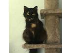 Adopt Marble a Tortoiseshell Domestic Mediumhair (medium coat) cat in Houston