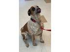 Adopt Lily a White Australian Cattle Dog / Bernese Mountain Dog dog in Los