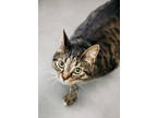 Adopt Bobert a All Black Domestic Shorthair / Domestic Shorthair / Mixed cat in
