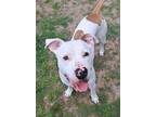 Adopt Duggy a Tan/Yellow/Fawn American Pit Bull Terrier / Mixed dog in