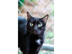 Adopt Emma a All Black Domestic Shorthair / Domestic Shorthair / Mixed cat in