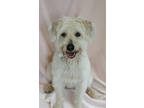 Adopt Marlee a Tan/Yellow/Fawn Schnauzer (Standard) / Mixed dog in Dothan