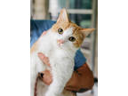 Adopt Lincoln a Orange or Red Domestic Shorthair / Mixed Breed (Medium) / Mixed
