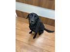 Adopt Sunny* a Black Labrador Retriever / Mixed dog in Baton Rouge