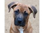 Adopt Mattie a Tan/Yellow/Fawn Boxer / Mixed dog in Davis, CA (41325103)
