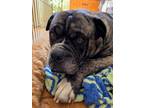 Adopt Chapo a Brindle Boxer / Mixed dog in Davis, CA (41324982)