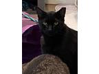 Adopt Crouton a All Black Domestic Shorthair / Domestic Shorthair / Mixed cat in