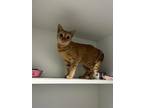 Adopt Wilma a Orange or Red Domestic Shorthair / Domestic Shorthair / Mixed cat