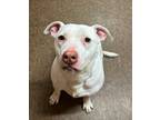 Adopt Oden a White - with Red, Golden, Orange or Chestnut American Staffordshire