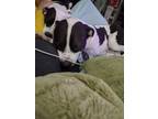 Adopt King a Black - with White American Pit Bull Terrier / Rottweiler / Mixed