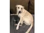 Adopt Mija a White Labrador Retriever / Mixed dog in Mansfield, TX (41325006)
