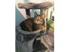 Adopt Marley a Brown Tabby Domestic Shorthair (short coat) cat in Houston