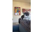 Adopt Egg a Gray or Blue (Mostly) Domestic Shorthair / Mixed (medium coat) cat