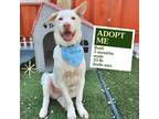 Adopt Rudy a White - with Tan, Yellow or Fawn Jindo / Mixed dog in Ottawa