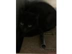 Adopt 55807204 a All Black Domestic Shorthair / Domestic Shorthair / Mixed cat